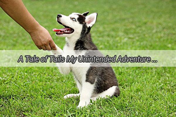 A Tale of Tails My Unintended Adventure with a Friendly Felines Claws